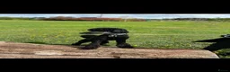 Standard Poodle dogs for sale: Standard poodle  - Advert 3