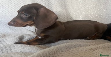 Dachshund dogs - Advert 9