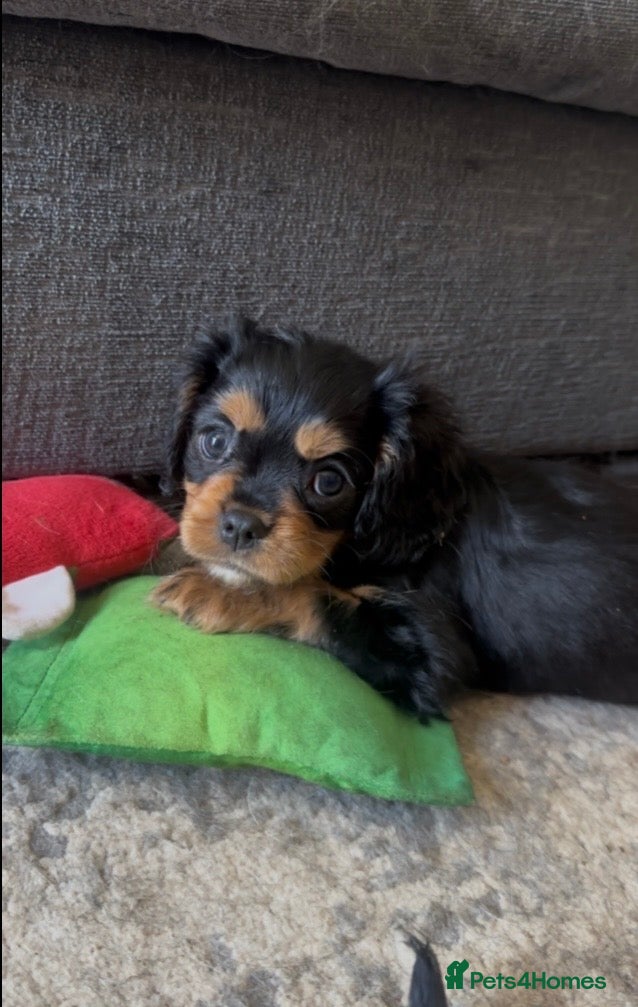 Cavalier King Charles Spaniel dogs Only 2 Left: Black & Tan Girl, Ruby Boy🐾♥️ - Advert 4