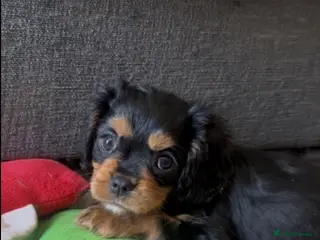 Cavalier King Charles Spaniel dogs Only 2 Left: Black & Tan Girl, Ruby Boy🐾♥️ - Advert 4