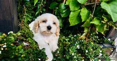 Cavapoo dogs - Advert 7