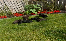 Cockapoo dogs for sale: Stunning F1 cockapoo pups - Image 15