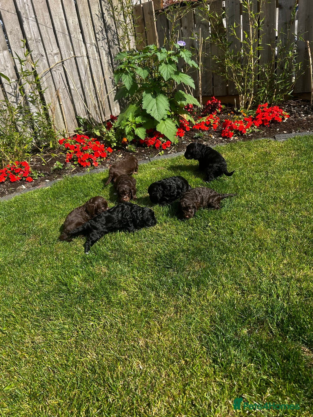 Cockapoo dogs for sale: Stunning F1 cockapoo pups - Image 15