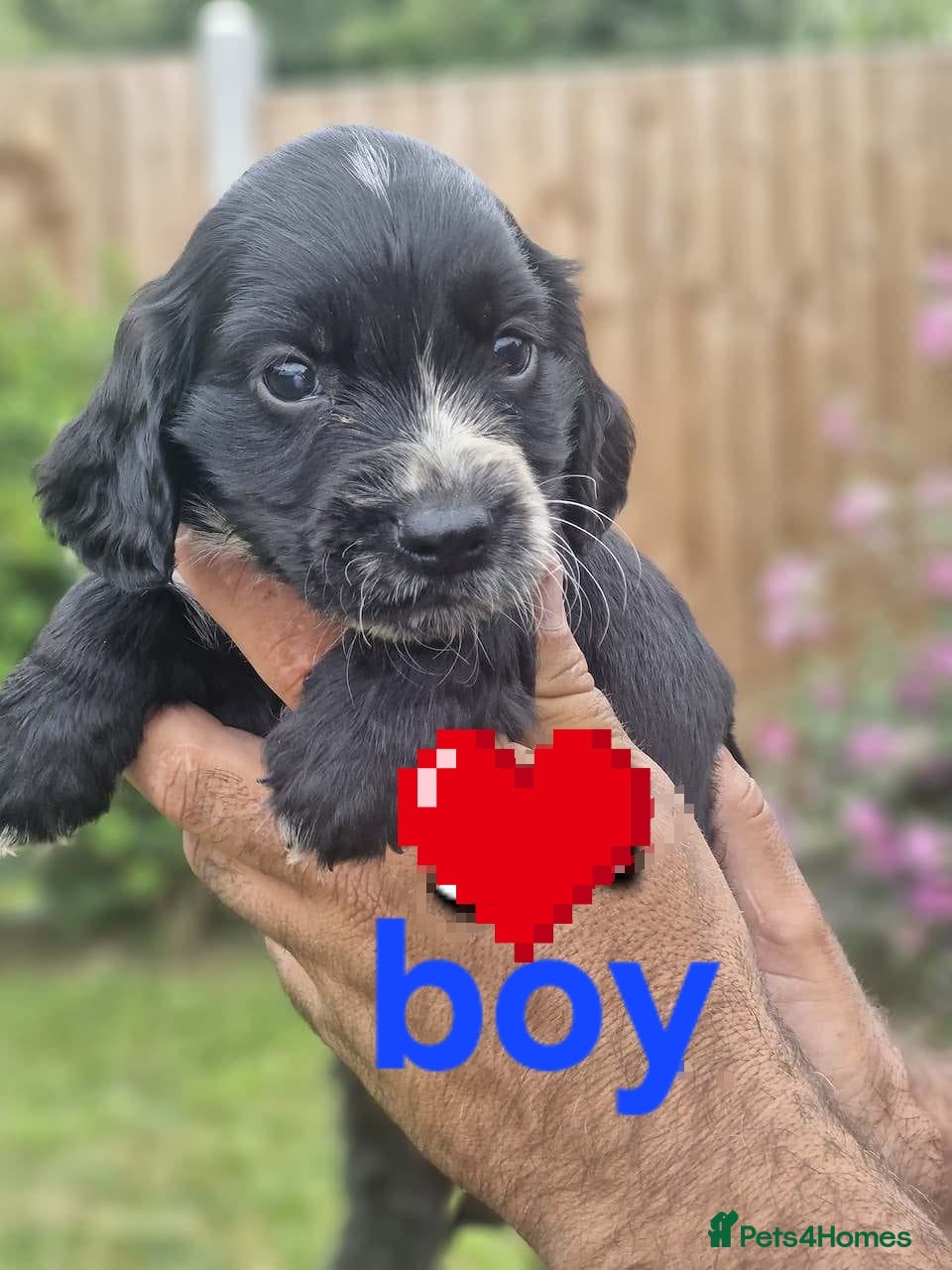 Cocker Spaniel dogs Cocker spaniel  - Advert 2