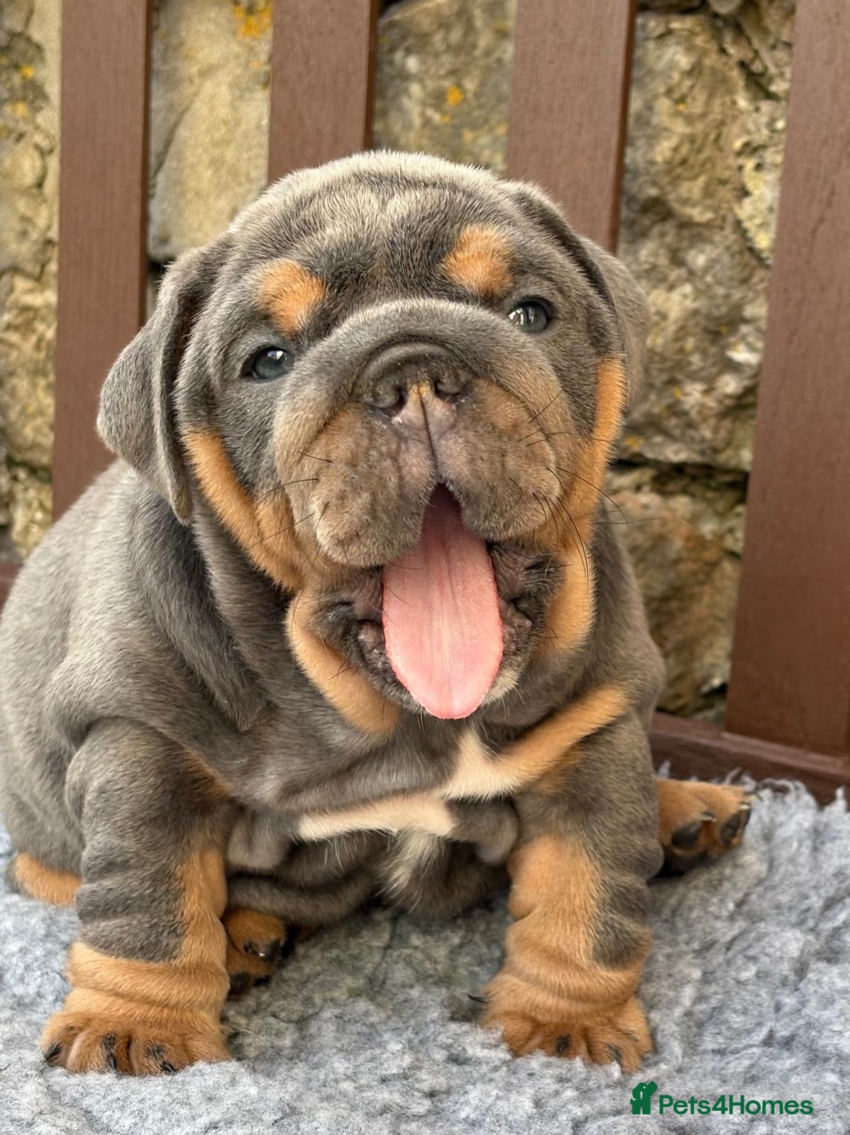English Bulldog dogs Ready Friday! KC reg English bulldog puppies  - Advert 3