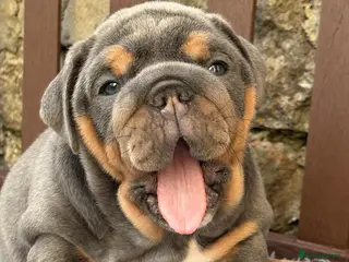 English Bulldog dogs Ready Friday! KC reg English bulldog puppies - Advert 3