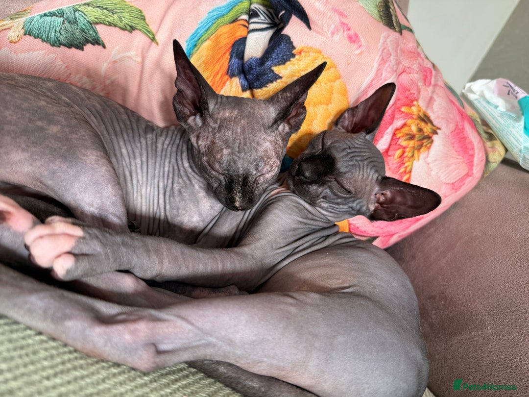 Sphynx cats for sale: Peppa and Gomez  - Advert 4
