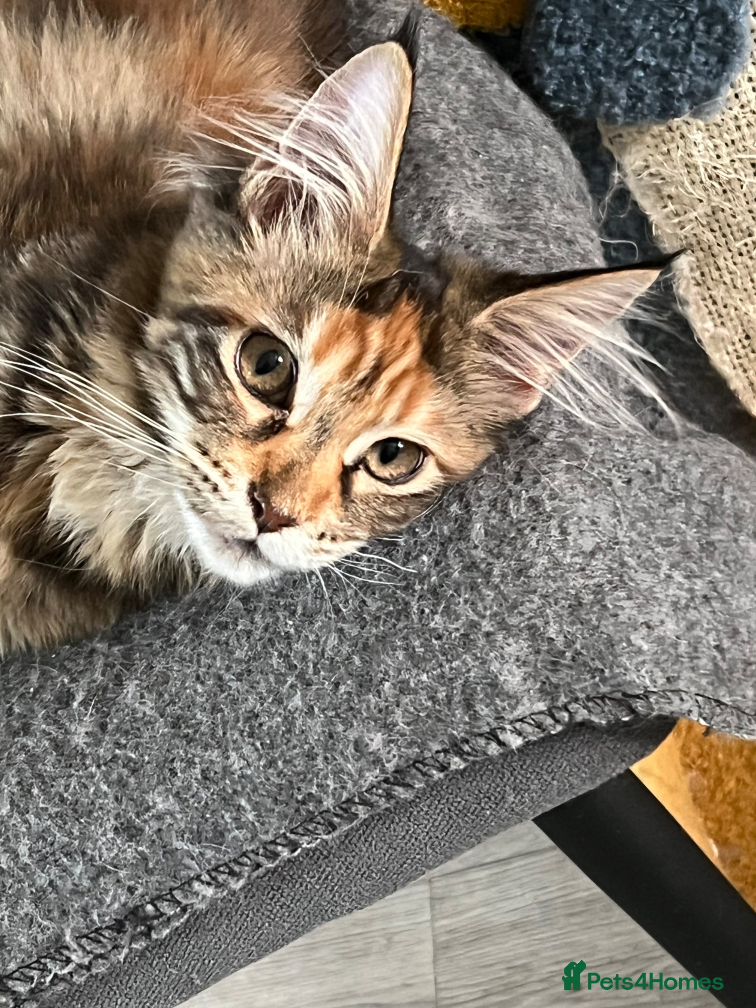 Maine Coon cats for sale: Last two girls.Reduced price.MC kittens  - Advert 11