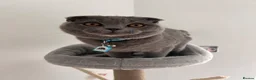 Scottish Fold cats for sale: One Scottish Boy for Sale  - Advert 7