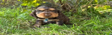 Cocker Spaniel 1