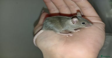 Mouse rodents Male fancy mice ready now - Advert 14