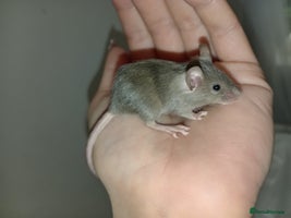 Mouse rodents Male fancy mice ready now - Advert 4