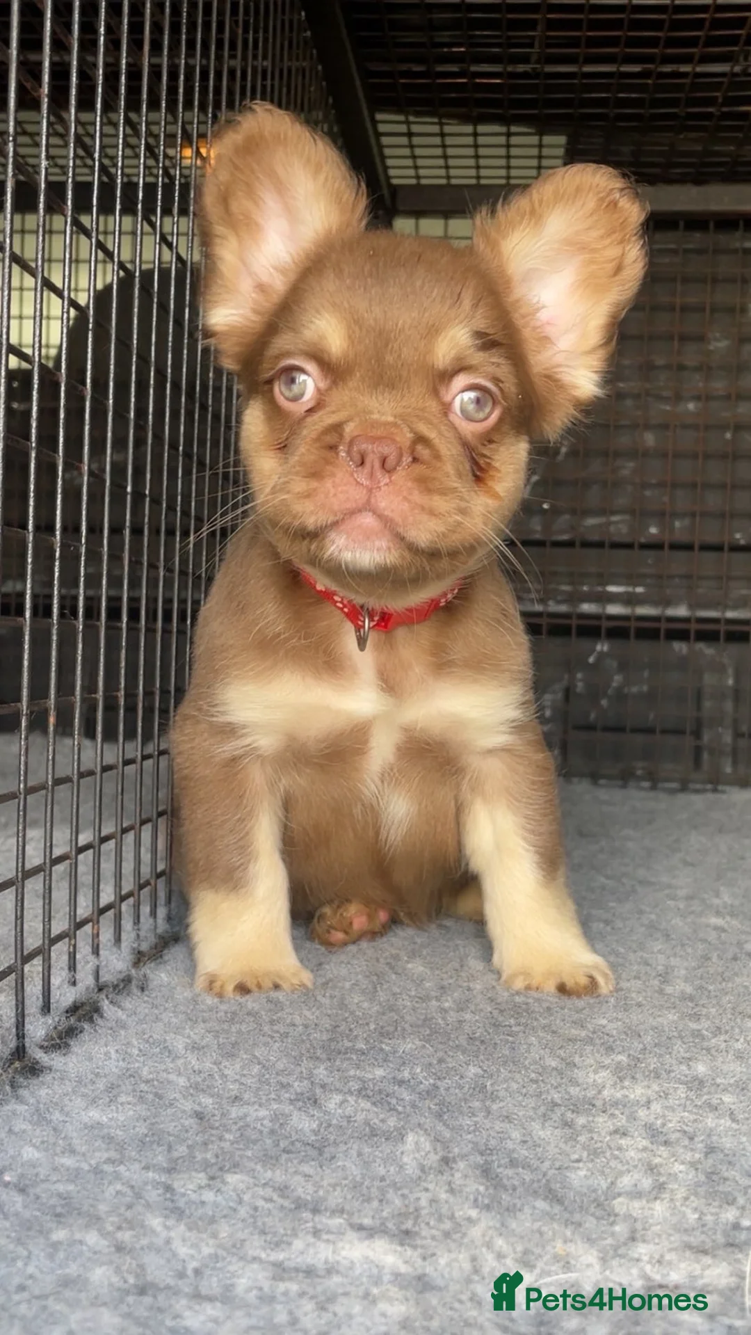 French Bulldog dogs for sale: French bulldog puppies - Advert 7
