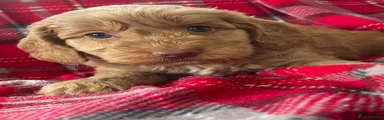 Cockapoo 5
