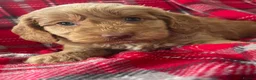 Cockapoo dogs for sale: SHOW TYPE MINIATURE F1 COCKAPOO PUPPIES - Advert 22
