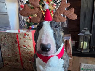 English Bull Terrier dogs English bull terrier - Advert 1