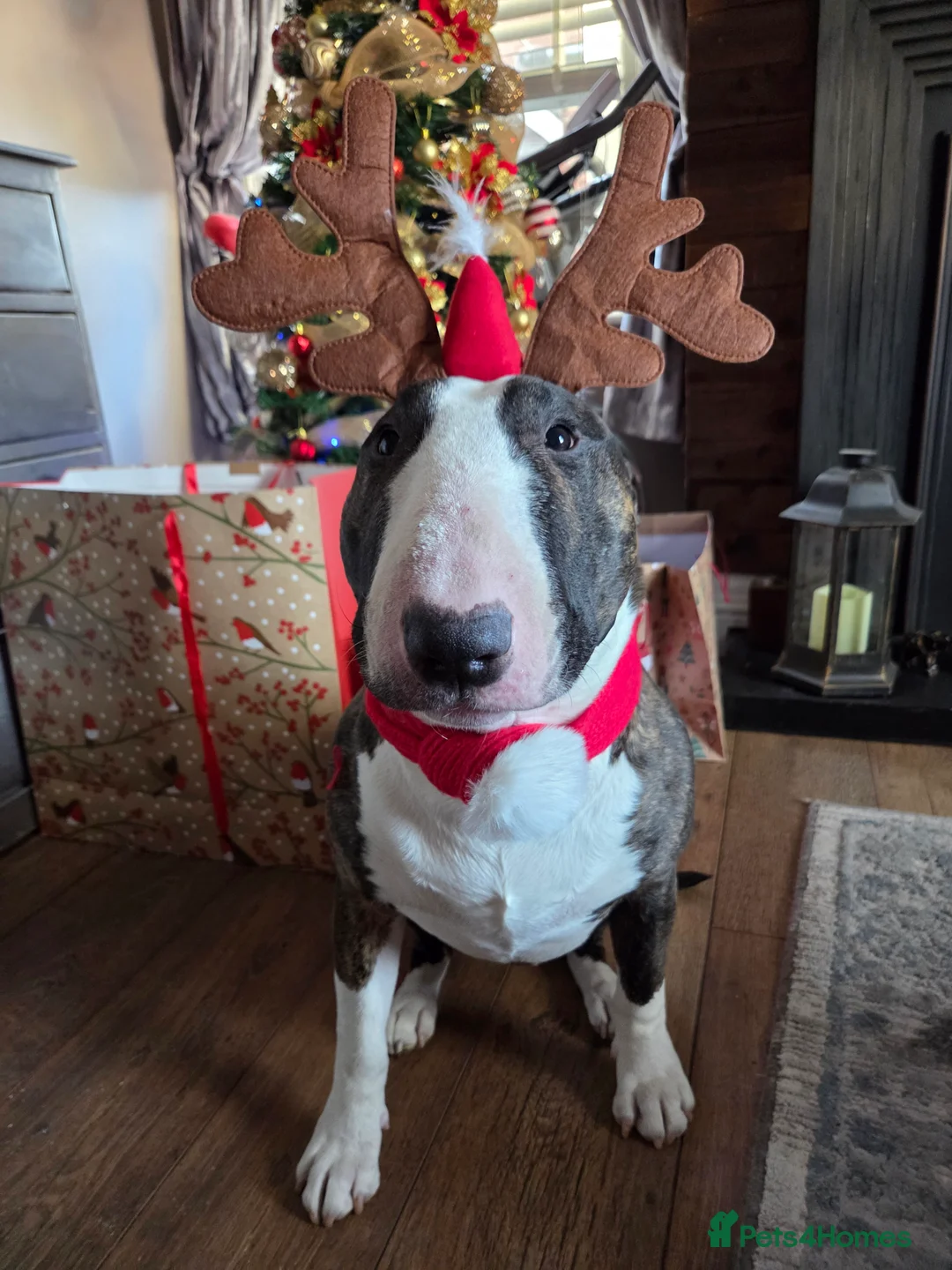 English Bull Terrier dogs for stud: English bull terrier  - Advert 1