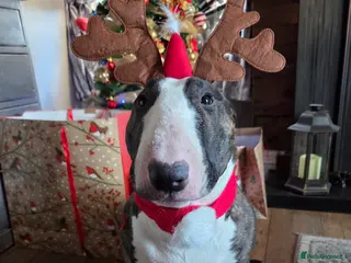 English Bull Terrier dogs English bull terrier - Advert 1