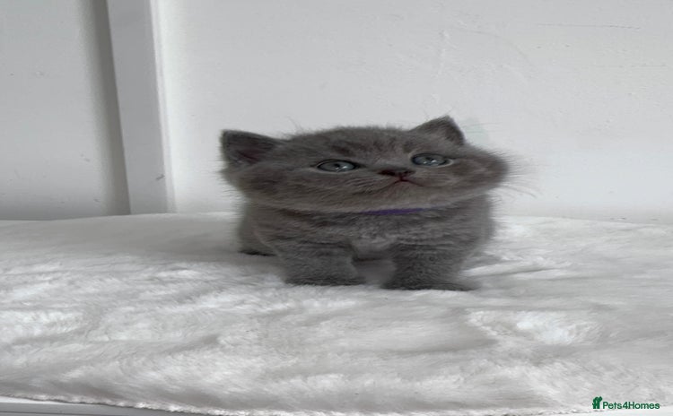 British Shorthair cats - Advert 10
