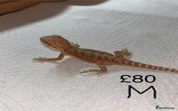 Bearded Dragon reptiles for sale: Various Baby Bearded Dragons For Sale - Advert 27