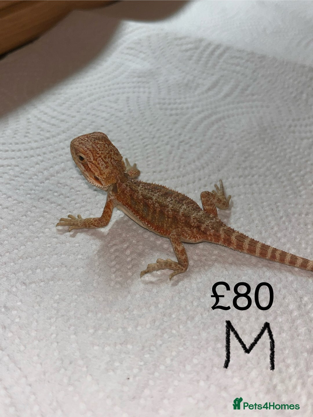 Bearded Dragon reptiles for sale: Various Baby Bearded Dragons For Sale - Advert 27
