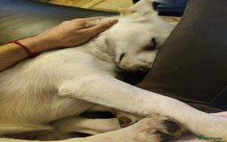 Mixed Breed dogs for adoption: Chance  - Advert 9