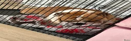 English Bulldog dogs for stud: 🐶 ENGLISH BULLDOG STUD 🐶  - Advert 8