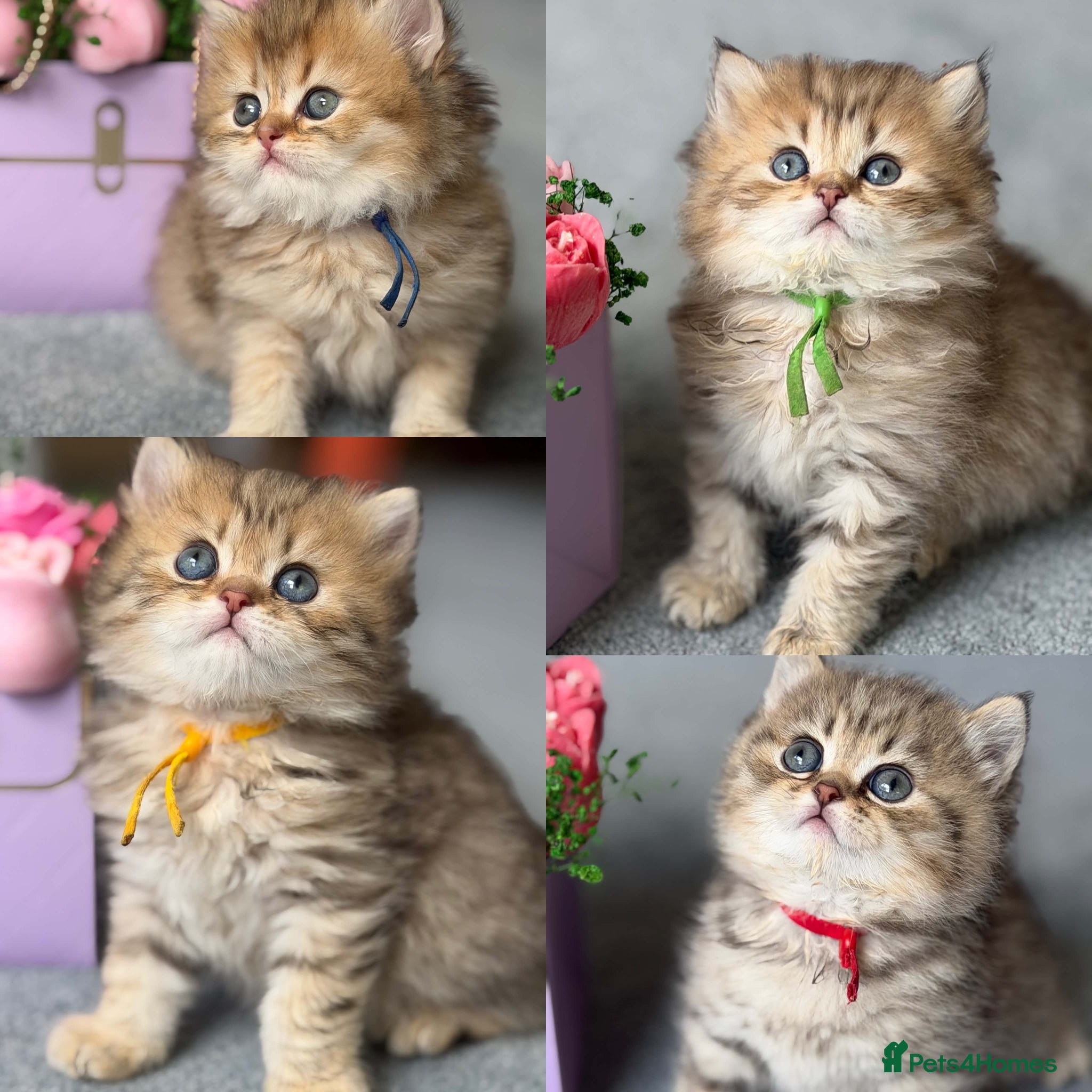 British Longhair cats ⭐️GORGEOUS BRITISH LONGHAIR KITTENS ⭐️ - Advert 4