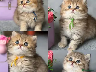 British Longhair cats ⭐️GORGEOUS BRITISH LONGHAIR KITTENS ⭐️ - Advert 4