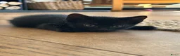 Mixed Breed cats for sale: Male kittens  in Swansea - Advert 7
