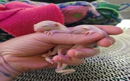 Sugar Glider rodents for sale: Beautiful twin Leucistic Sugar gliders - Image 7