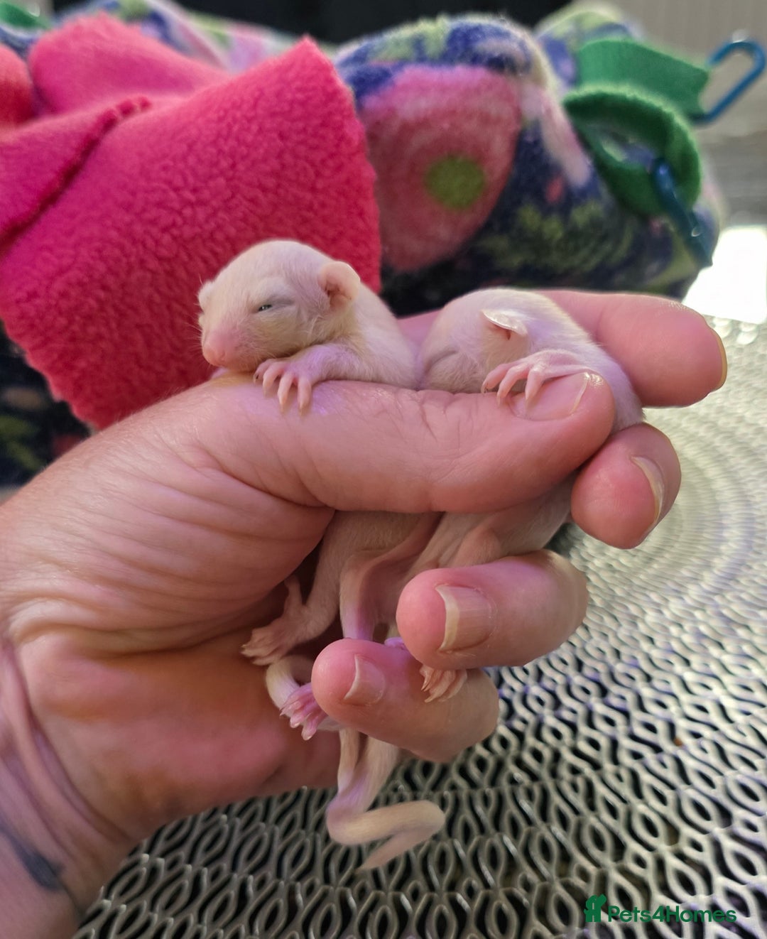 Sugar Glider rodents for sale: Beautiful twin Leucistic Sugar gliders - Image 7