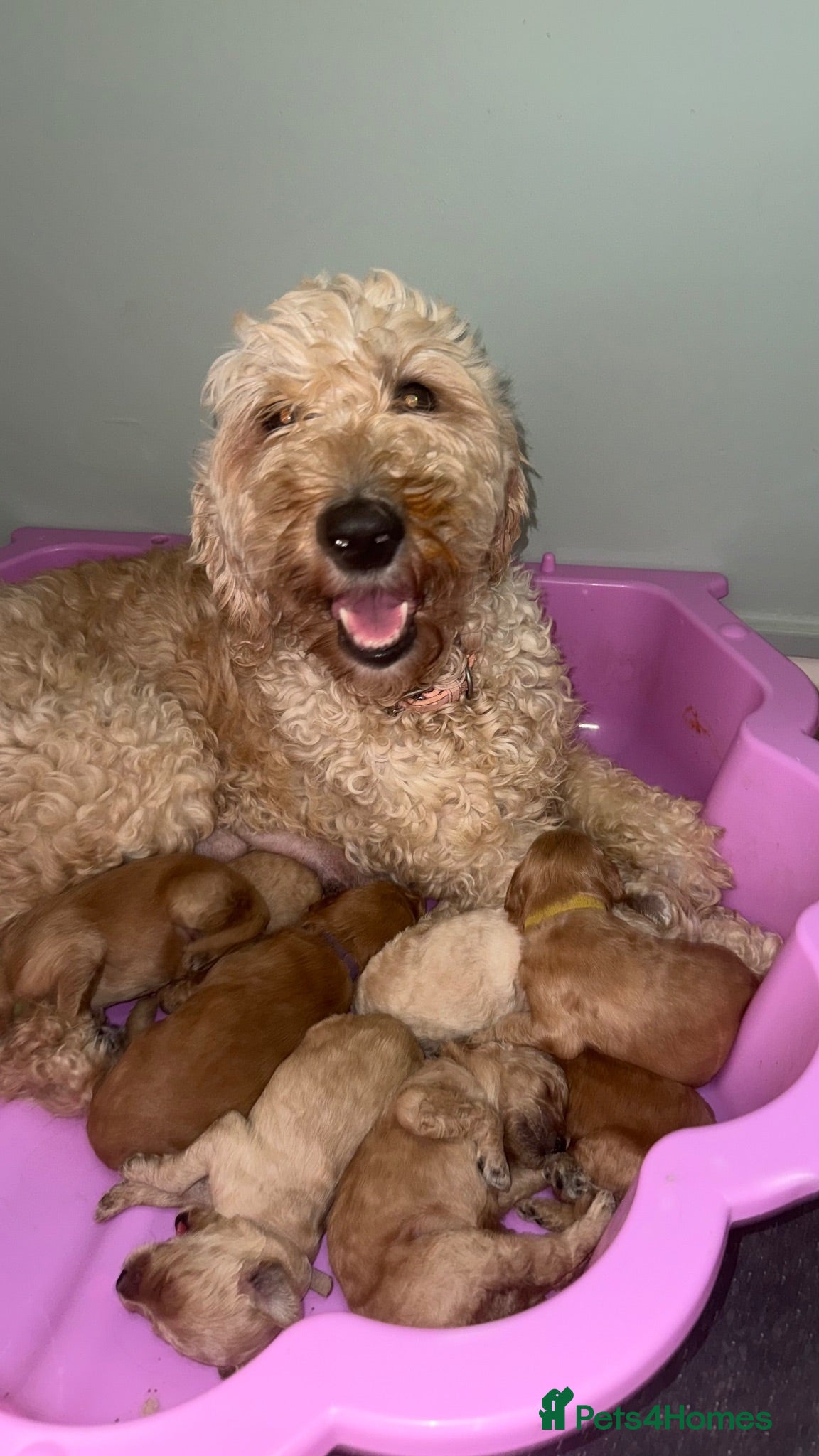 Goldendoodle dogs 🐾 7 beautiful goldendoodle pups 🐾 - Advert 4