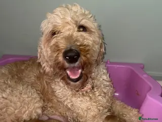 Goldendoodle dogs 🐾4 gorgeous girls left🐾 - Advert 1
