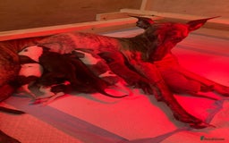 Whippet dogs for sale: Whippet pups  - Image 33