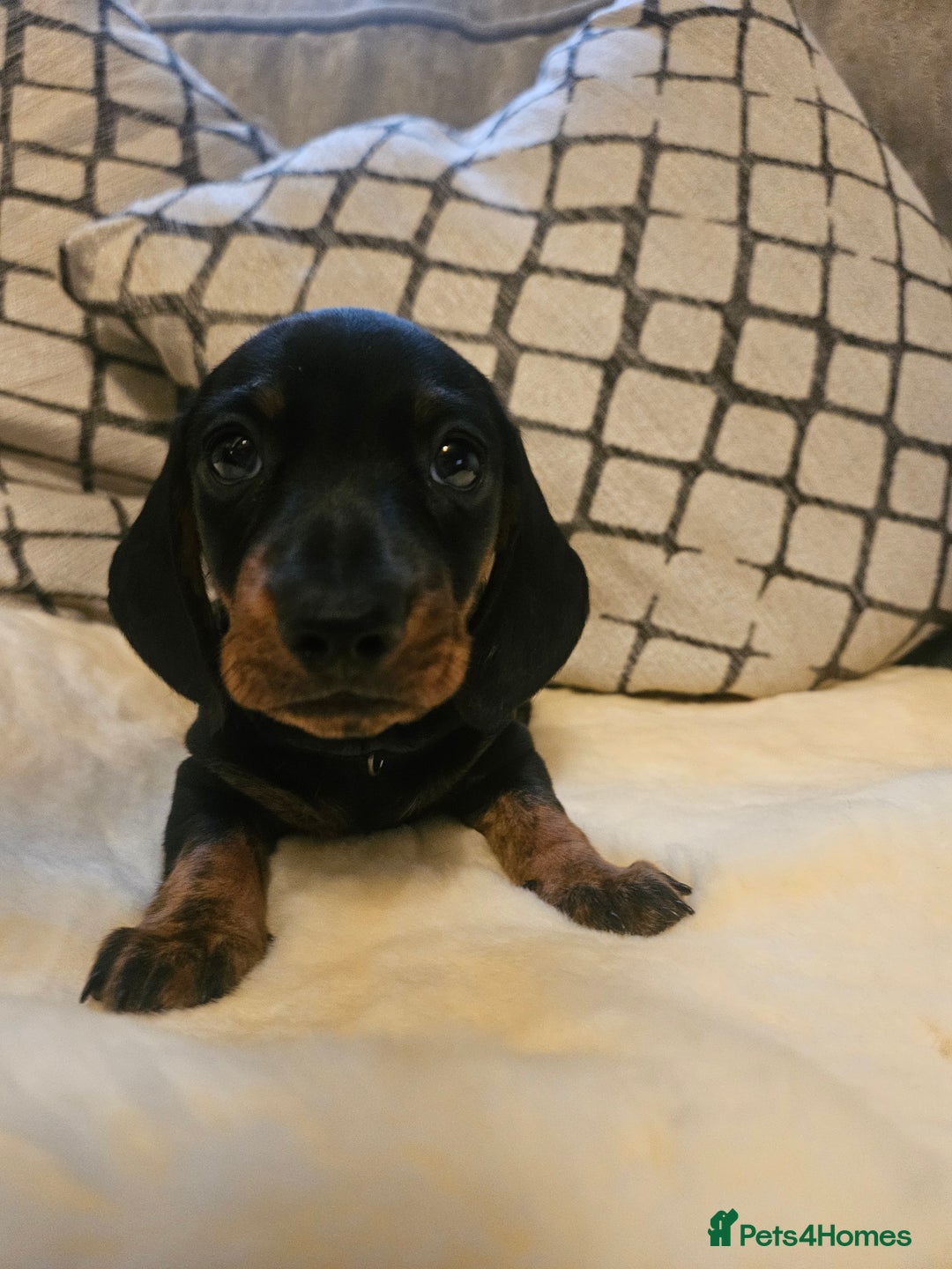 Miniature Dachshund dogs for sale: Exceptional pedigree miniature Dachshunds  - Image 10