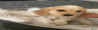 Dexter 