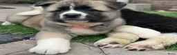 Akita dogs for sale: Wanted: new home for male Akita puppies ready now! - Advert 19