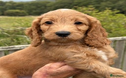 Cockapoo dogs for sale: F1 Show Cockapoo’s  - Image 2