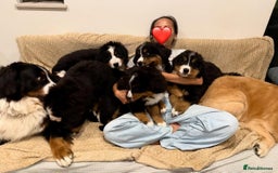 Bernese Mountain Dog dogs for sale: Bernese Mountain Dog Puppies - Image 1