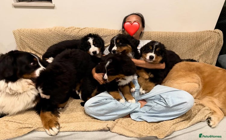 Bernese Mountain Dog dogs - Advert 1
