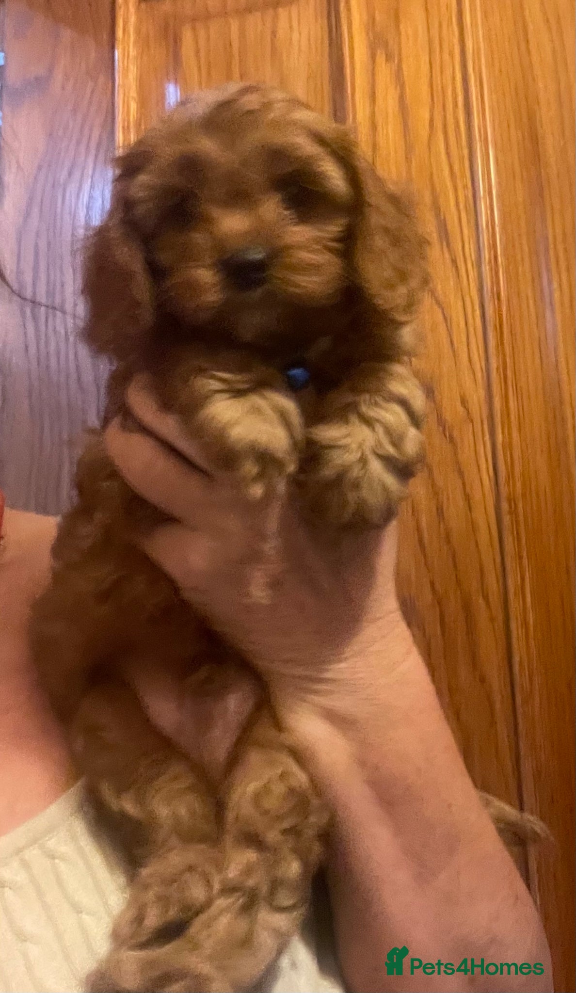 Cavapoo dogs Cavapoooo f1  - Advert 1