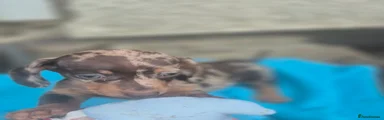 Miniature Dachshund girl 4