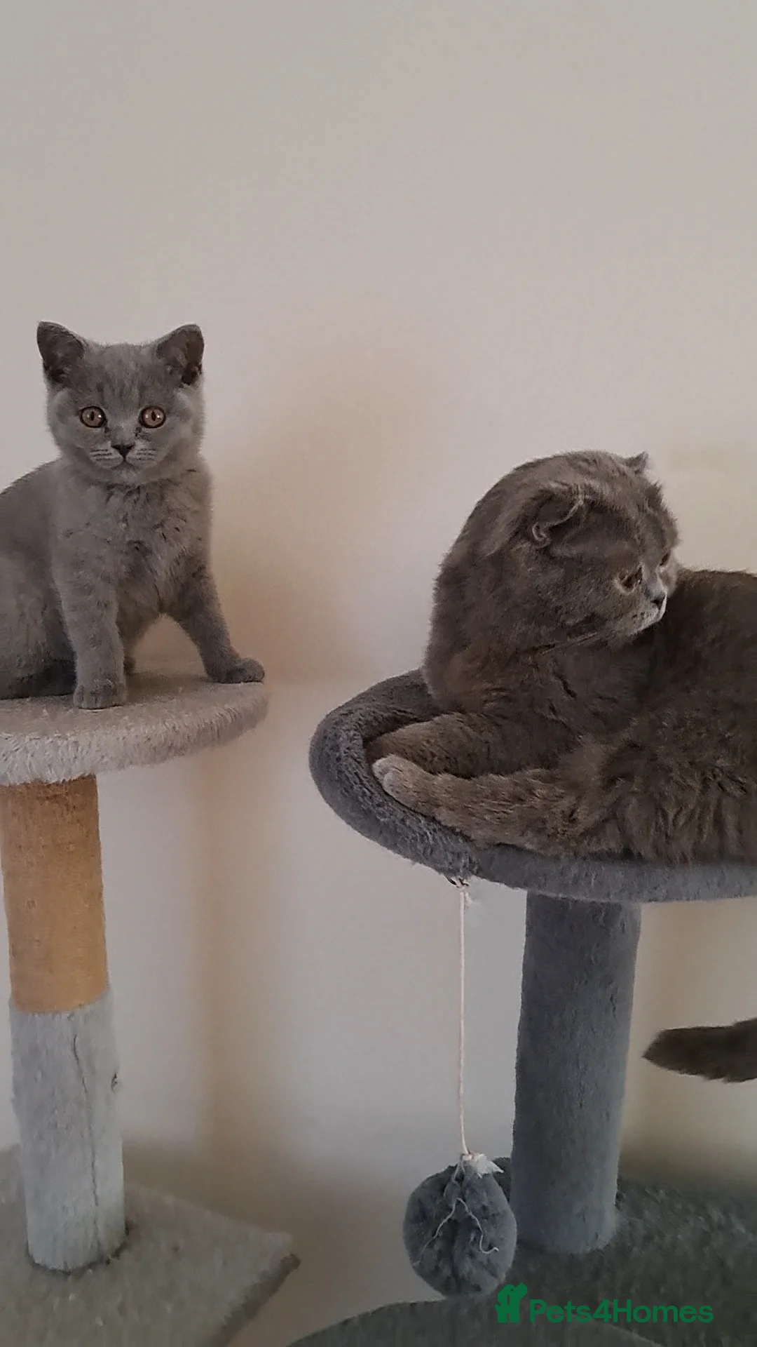 British Shorthair cats for sale: British Shorthair Blue is AVAILABLE  - Advert 2