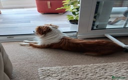Mixed Breed dogs for adoption: Loving family home needed for little Robbie - Image 2