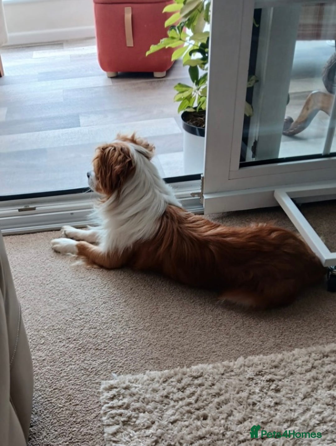 Mixed Breed dogs for adoption: Loving family home needed for little Robbie - Image 2