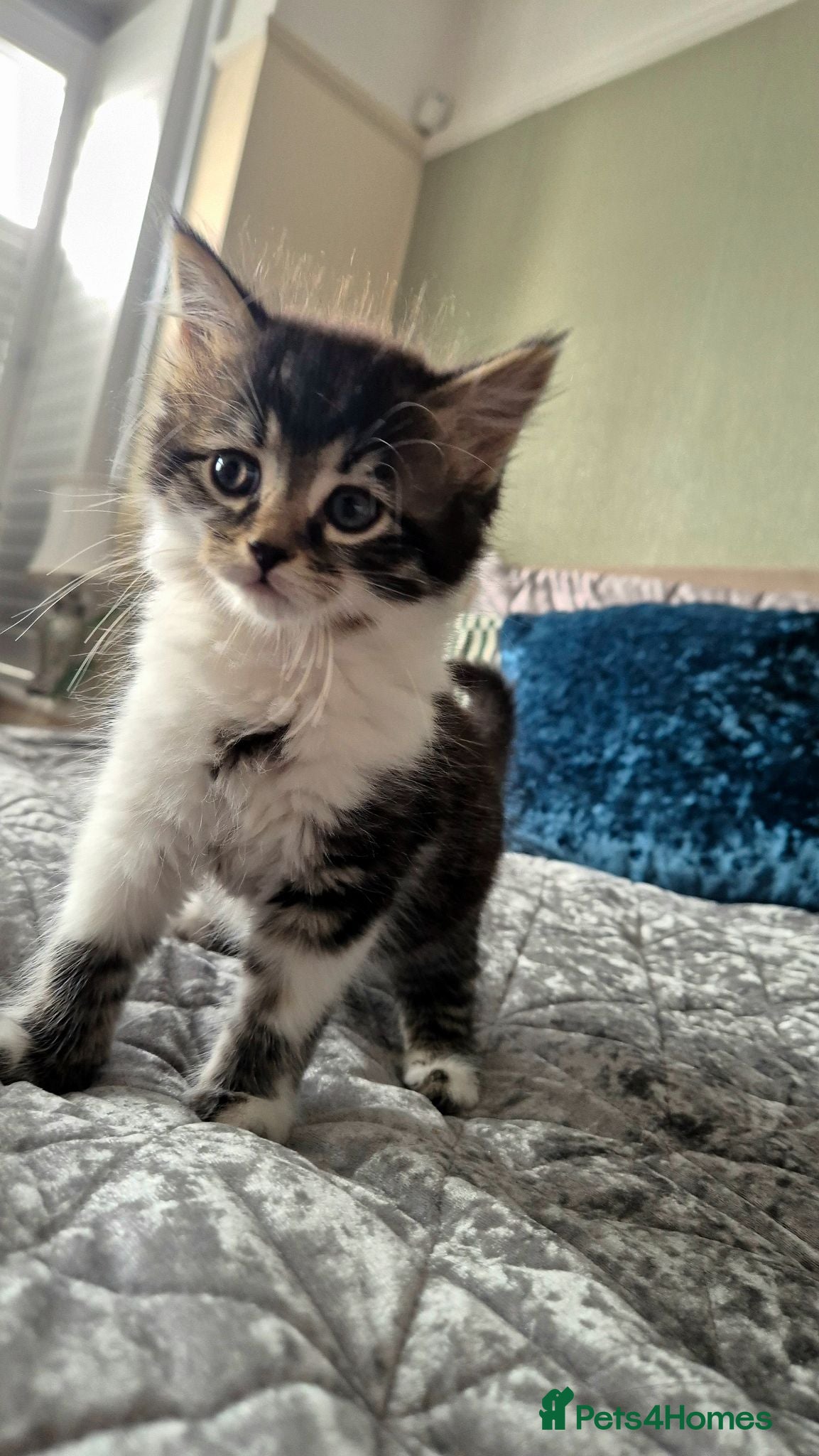 Mixed Breed cats Adorable Kittens for sale - Advert 1