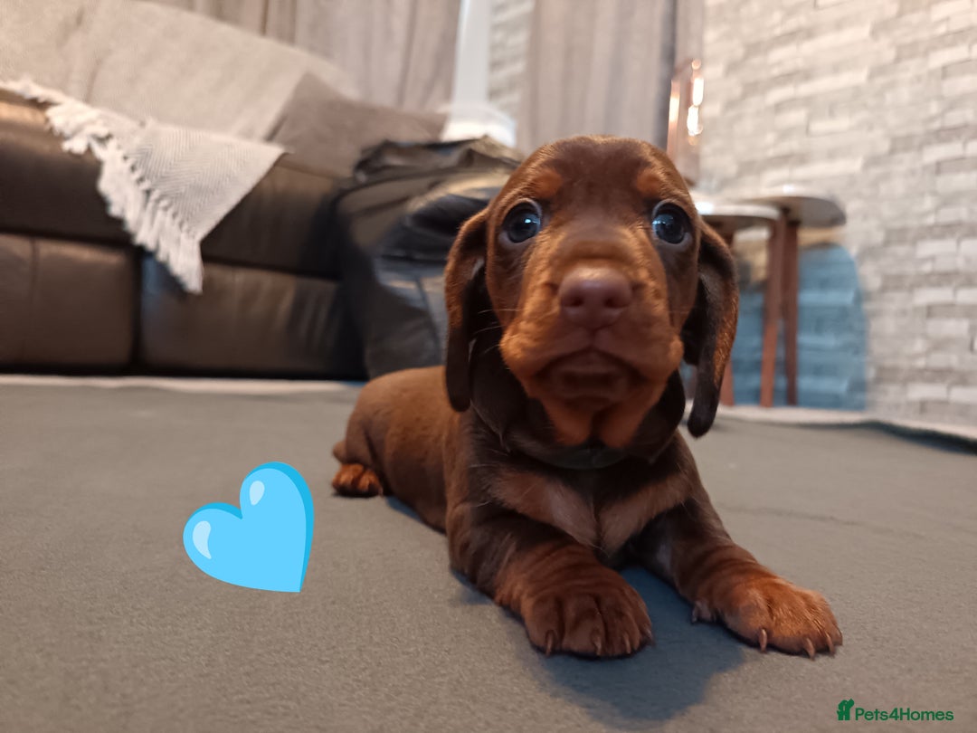 Miniature Dachshund dogs for sale: 2 Beautiful Mini Dachshunds Boys🩵💚 - Image 1
