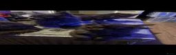 Maine Coon cats for sale: 8 Beautiful mainecoon kittens  - Advert 23