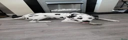 Dalmatian dogs for sale: Bertie  in Ilkeston - Advert 2
